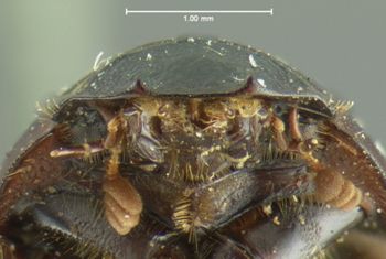 Media type: image;   Entomology 3740 Aspect: head frontal view